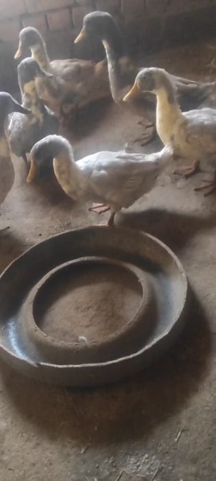Домашние утки здоровые хорошие