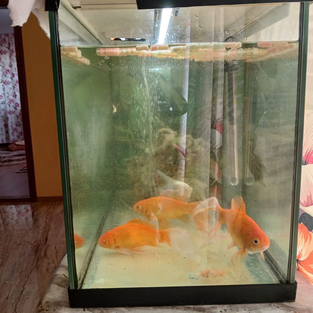 Acvariu 100l complet