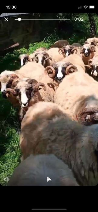 Disponibili 1000_3500lei