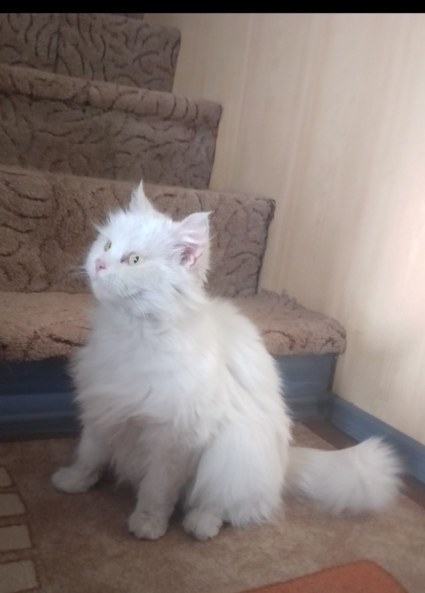 Подаряваме малки сладки котенца