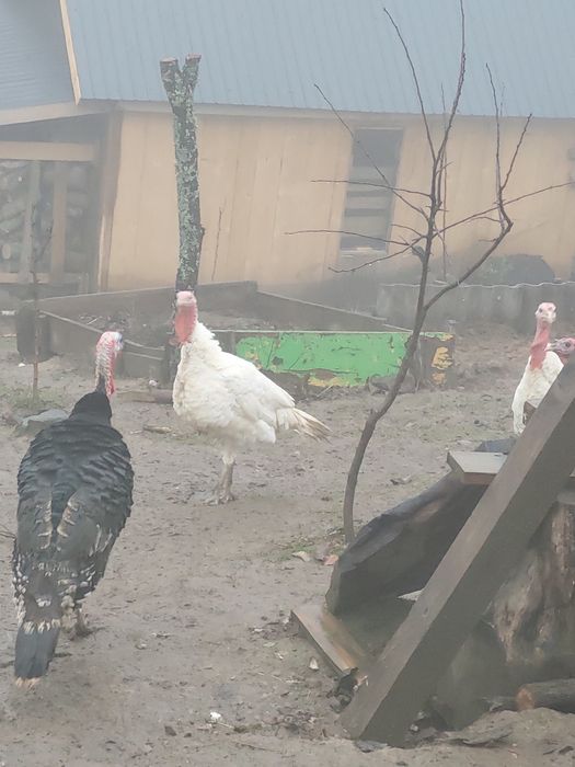 Vand curci ,curcani,rate indiene alergatoare