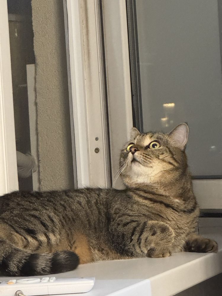 Отдам даром кота