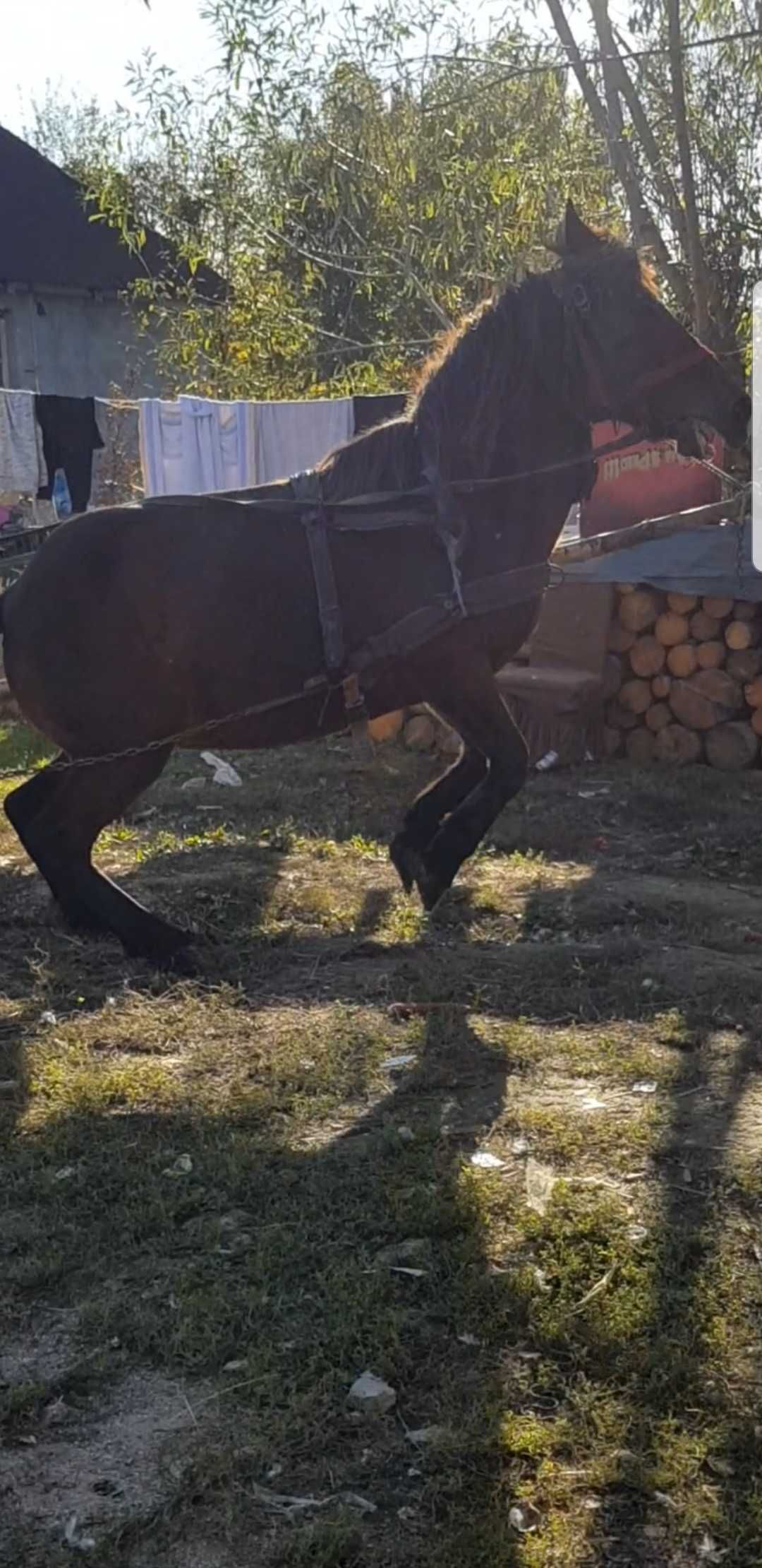 Vand doua iepe una de 7ani si una 12ani garantate schimb cu iapa ghest