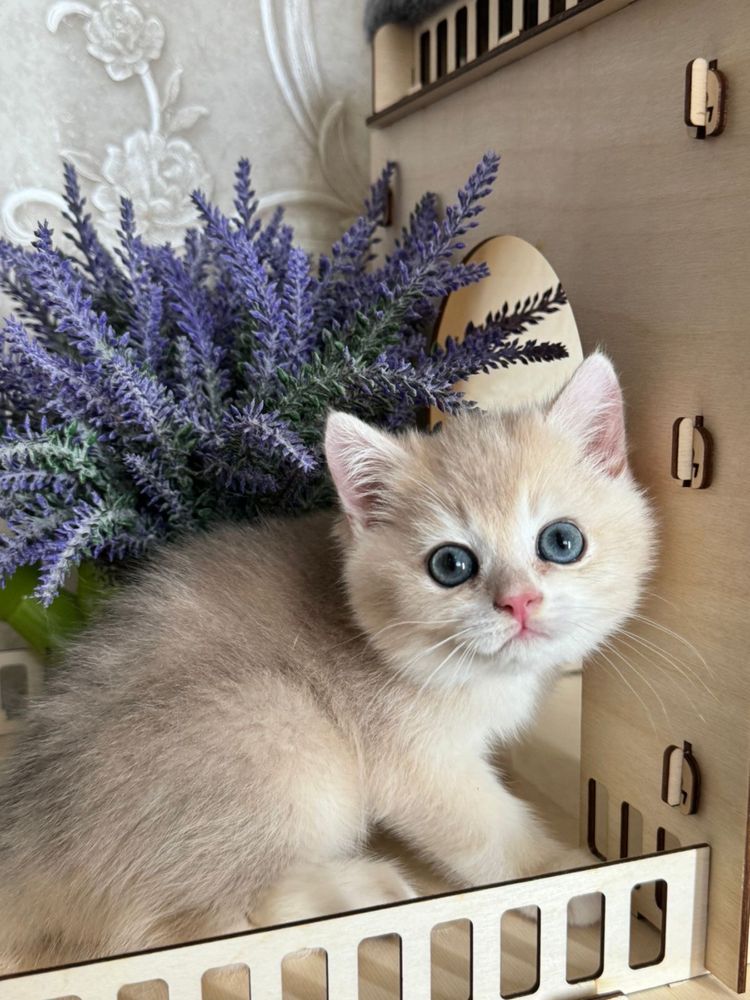 Малыши шмншиллыы
