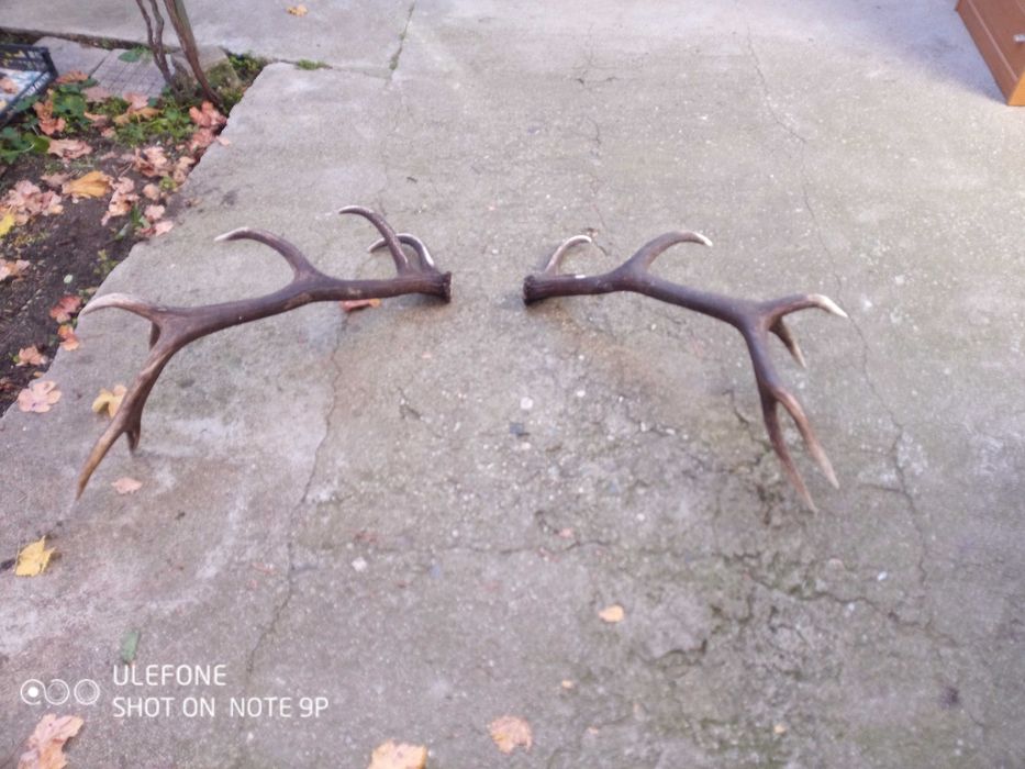 Еленови рога чифт от Средна гора