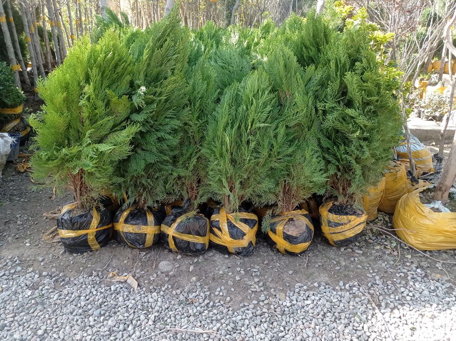 Декларативный кучатлар