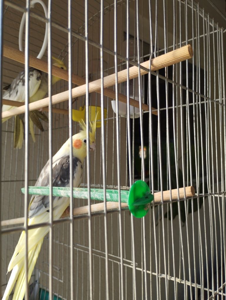 Папагали Корели 2 броя
