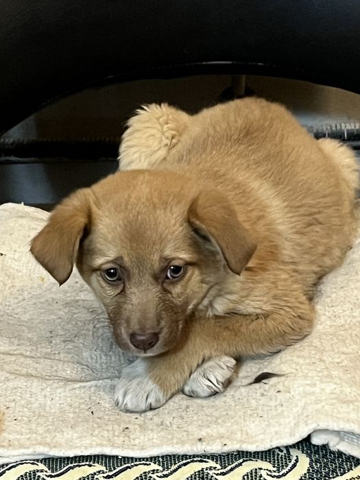 Собака ищет дом и любящего хозяина или хозяйку.