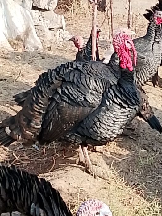 Күркетауық: 50 күрке