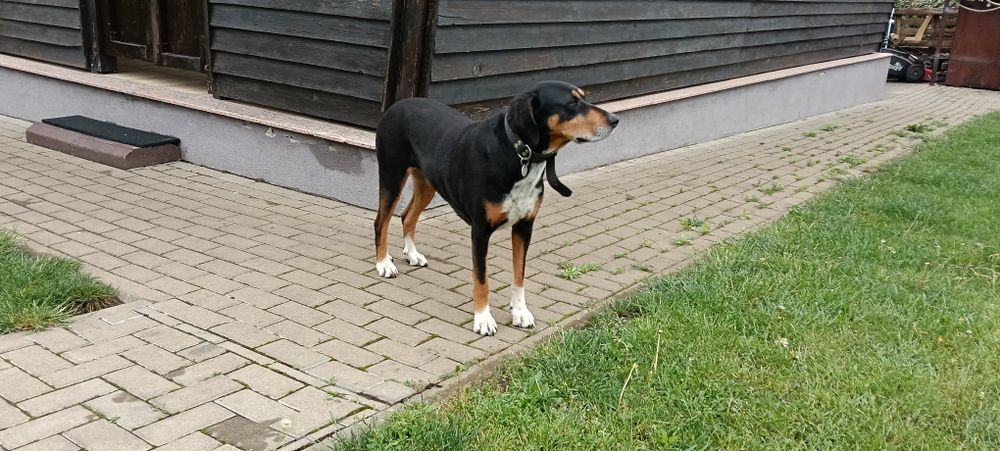 Donez femelă copoi ardelenesc