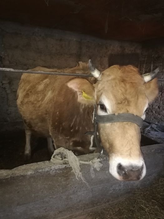 сиыр бұзаулы сатылады