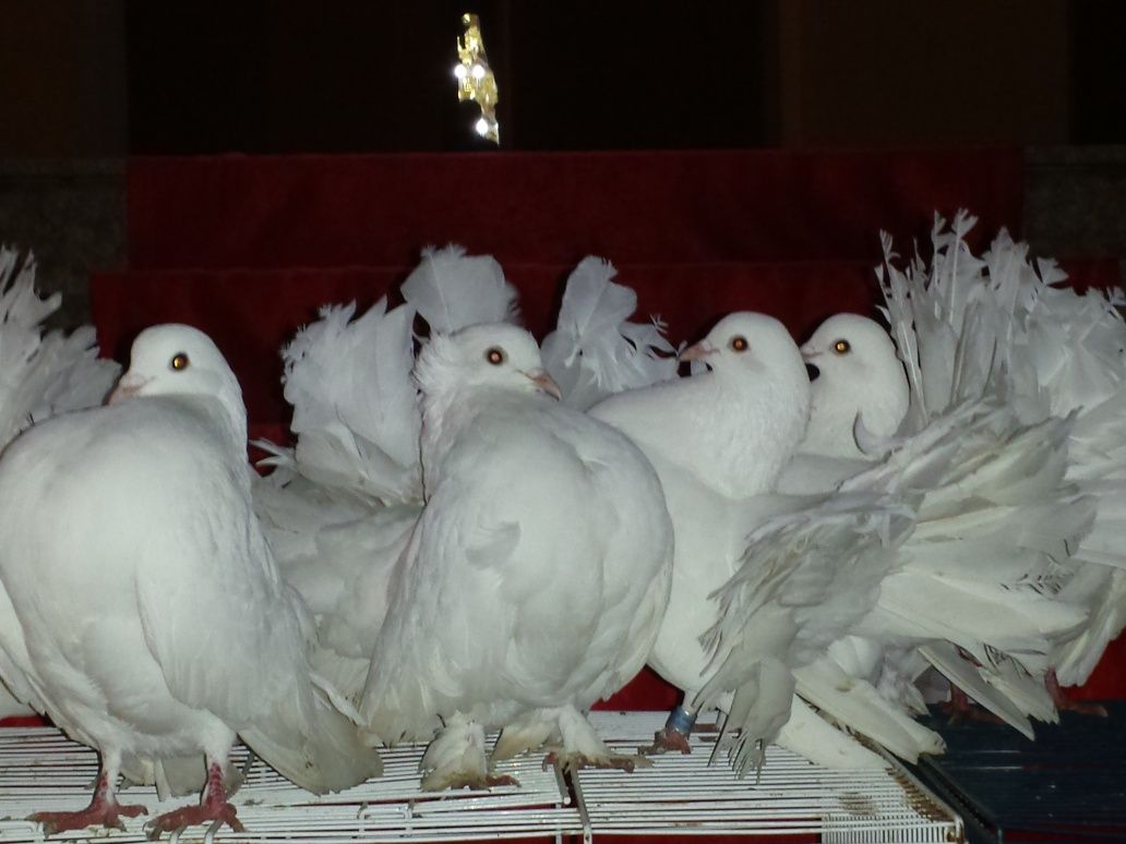 Porumbei albi pentru evenimentul unic din viata ta