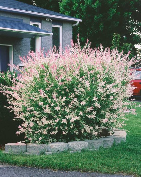 Пъстролистна Японска върба (Храстовидна)