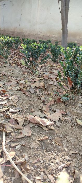 Shamshod kòchat sotiladi