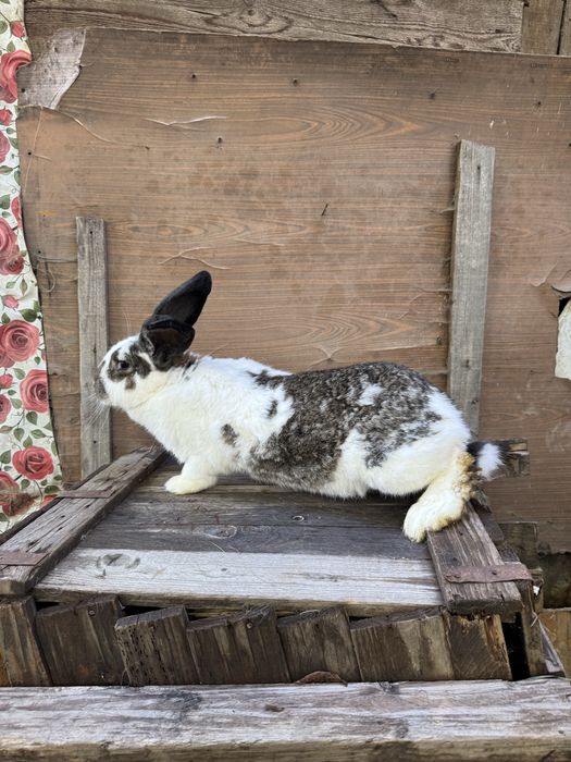 Femela fluture german