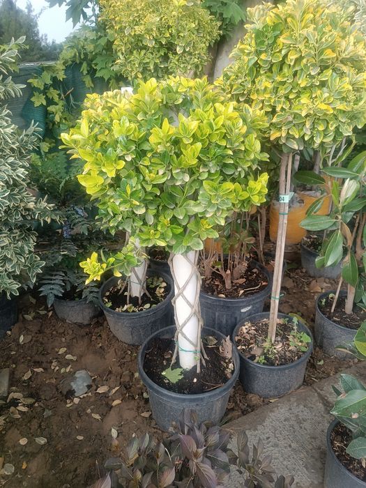 Gazon Ekamiz Lanshab qilamiz Archalarga shakil beramiz