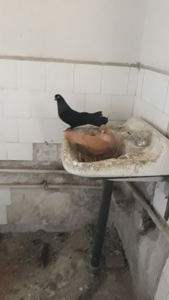 Porumbei jucători ,zburători și misirlii