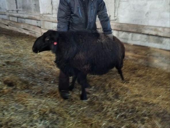 Продам баранов породы Эдильбай