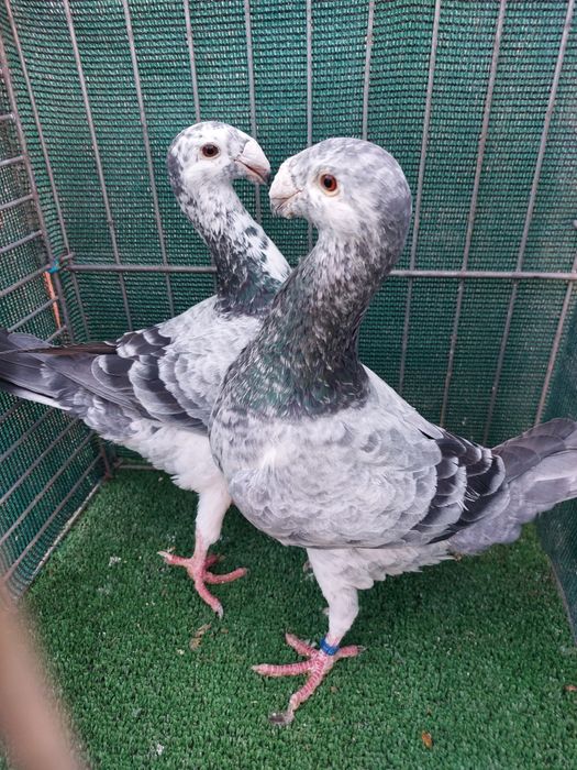 Voiajori Germani disponibili