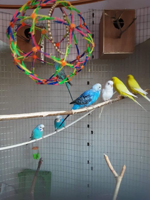 Волнистые попугаи, молодые