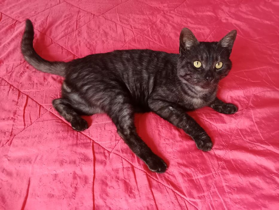 Подарявам мъжко коте