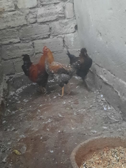 Петух/ Әтеш сатылады