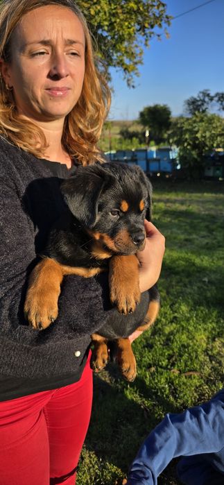 Cățelușa rottweiler cu pedigree