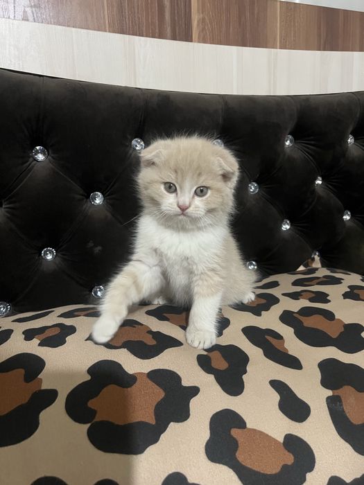 Кичкинтойла сотилади 500.000