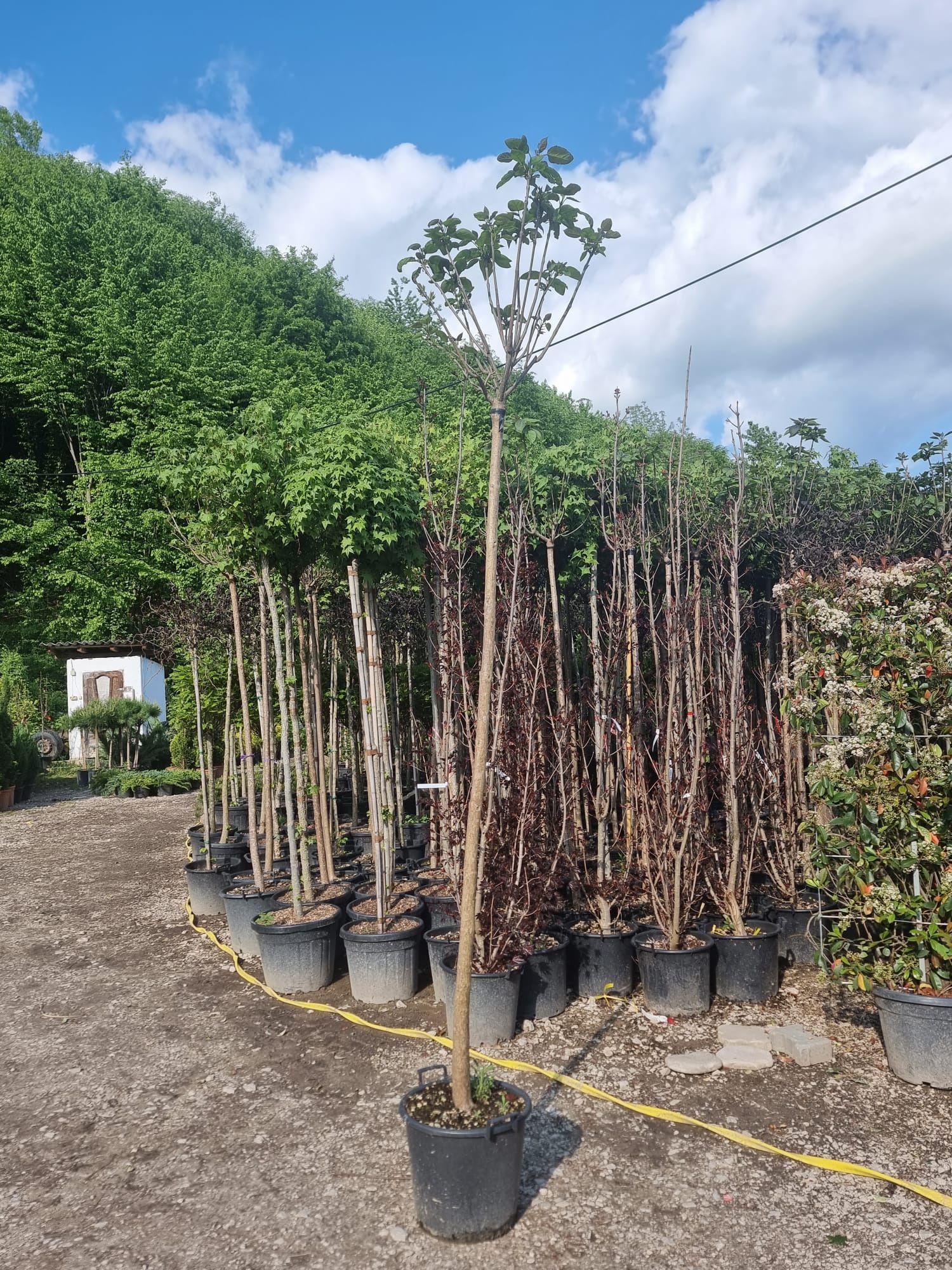 Katalpa  photinia mesteacăn  tei platan lilandi