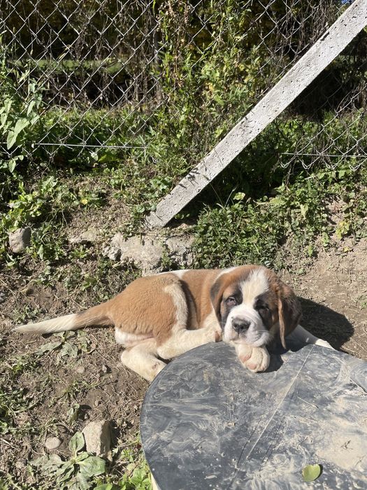 Femela Saint Bernard cu pedigree - par scurt