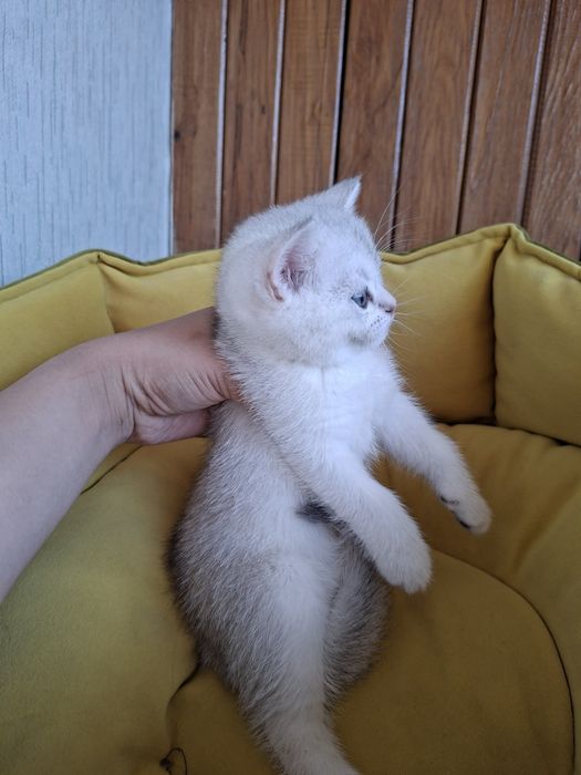 Серебристый шиншилла