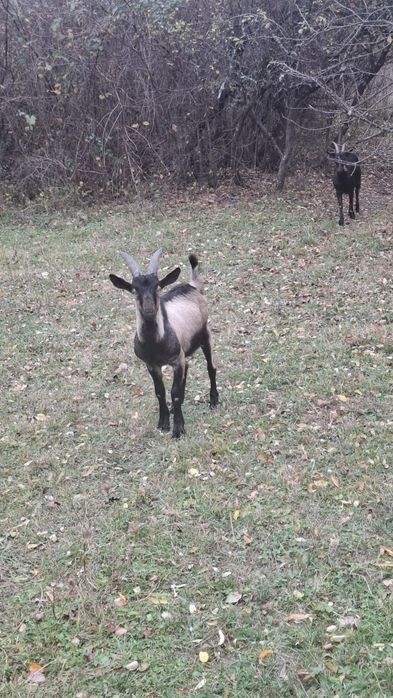 Disponibil țap alpin