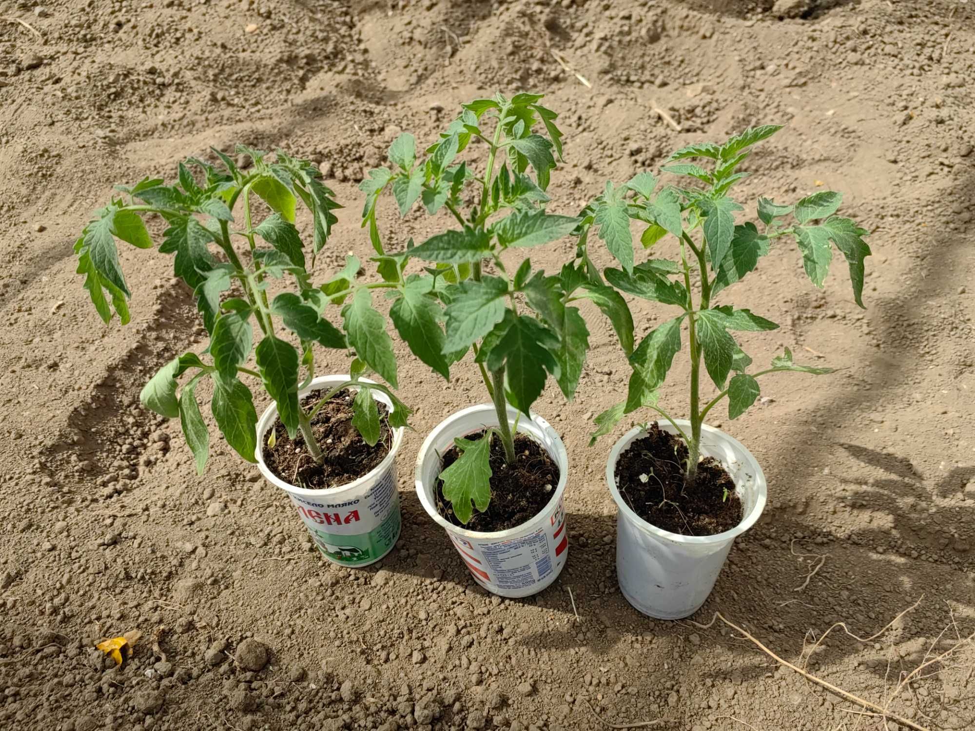 Разсади домати, краставици, пипер
