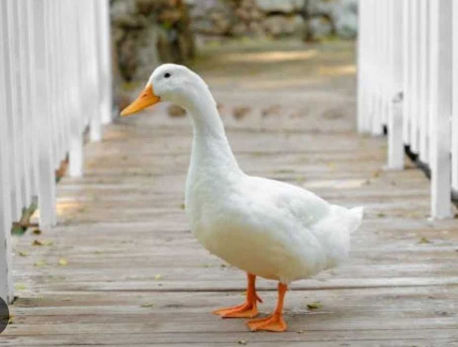 Rete. Bibilici si Gâște