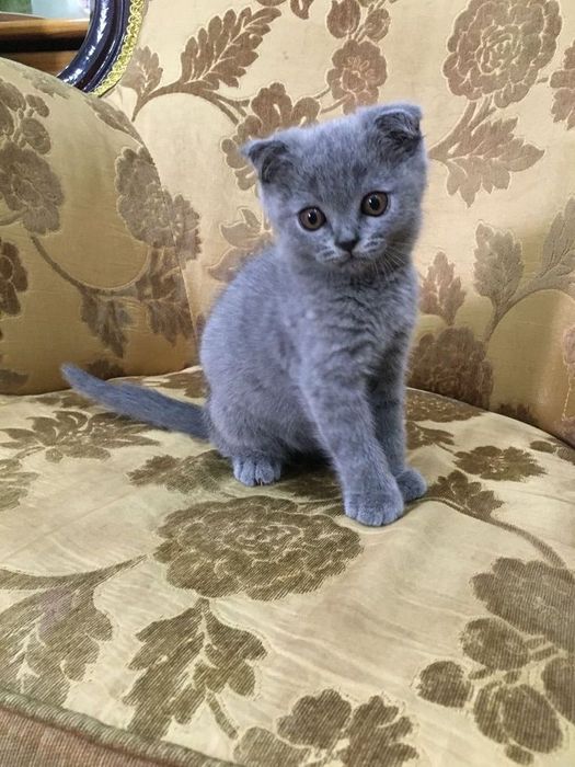 Продаёться котёнок британский веслоухий