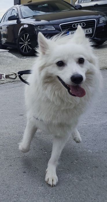 Гледане на домашни любимци (Хотел за животни)