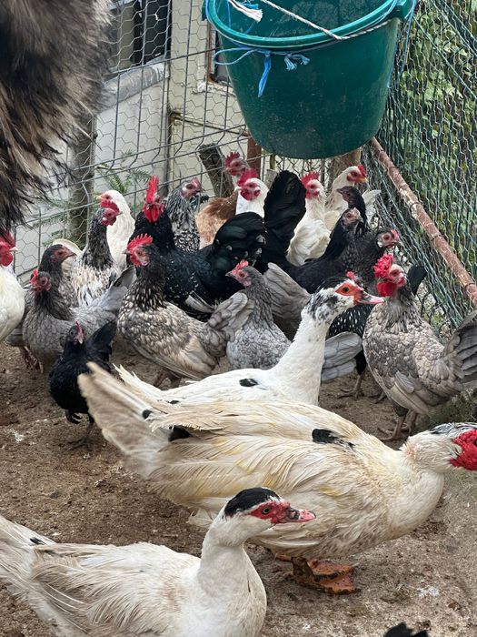 Gaini pitice de vanzare