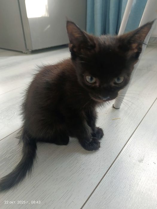 Отдам котят в добрые руки