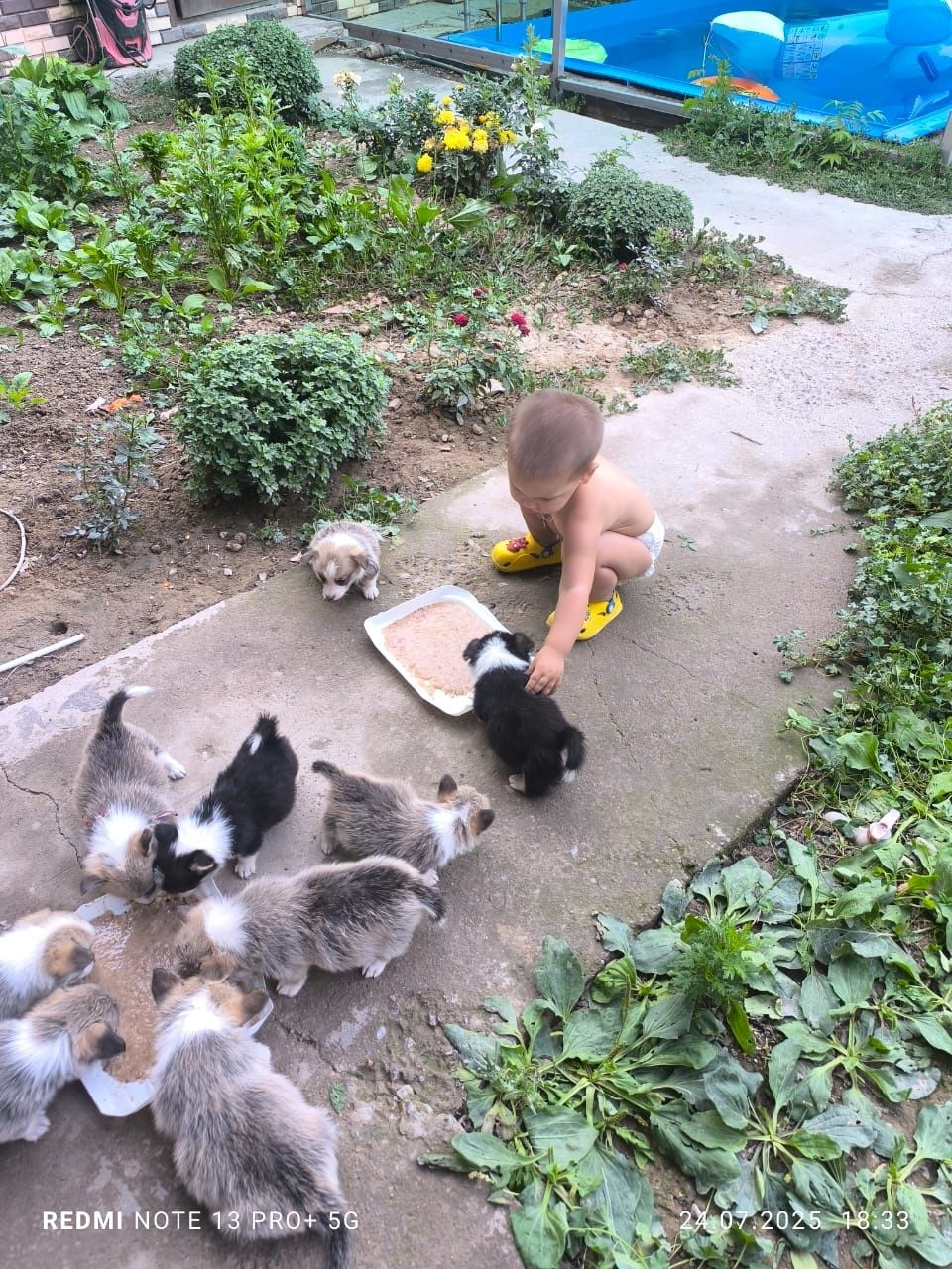 Щенки вельш корги