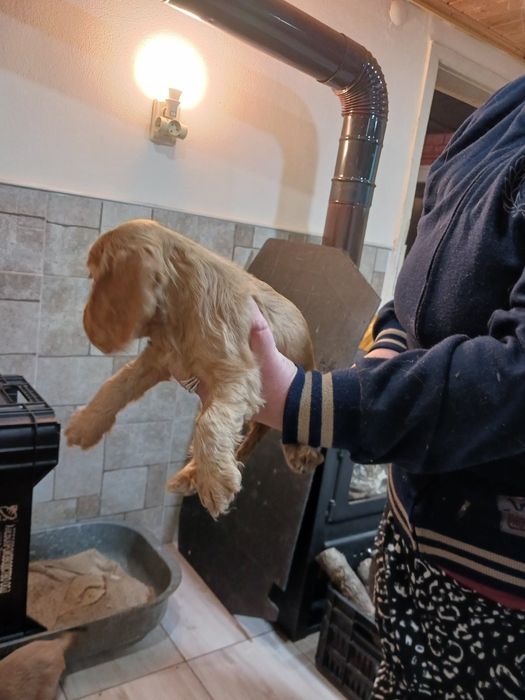 Продавам чистокръвни Кокери