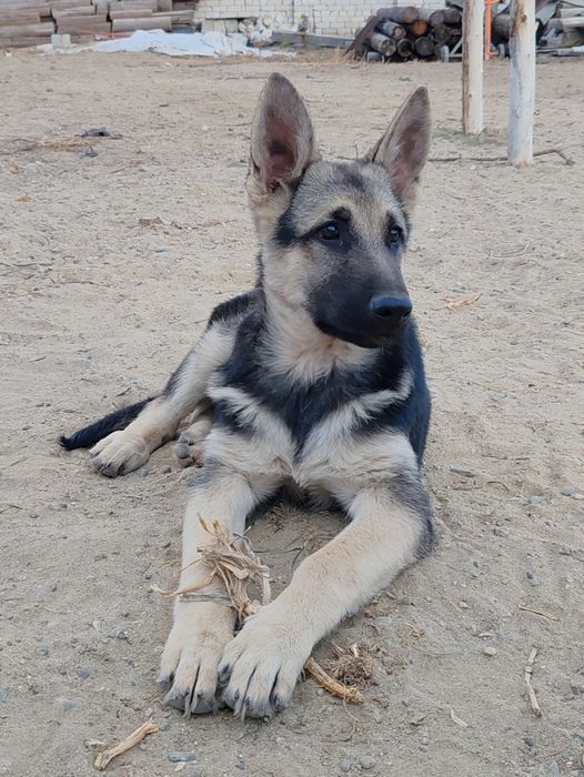 Подрощенная сука восточно-европейской овчарки