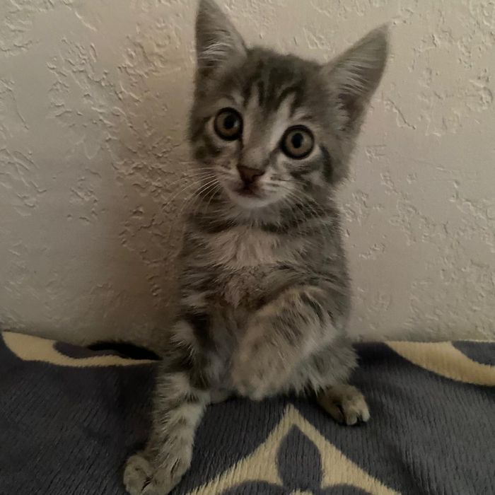 Котенок ищет дом