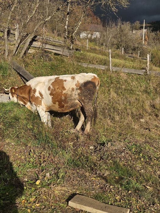 Vand vaca șase ani