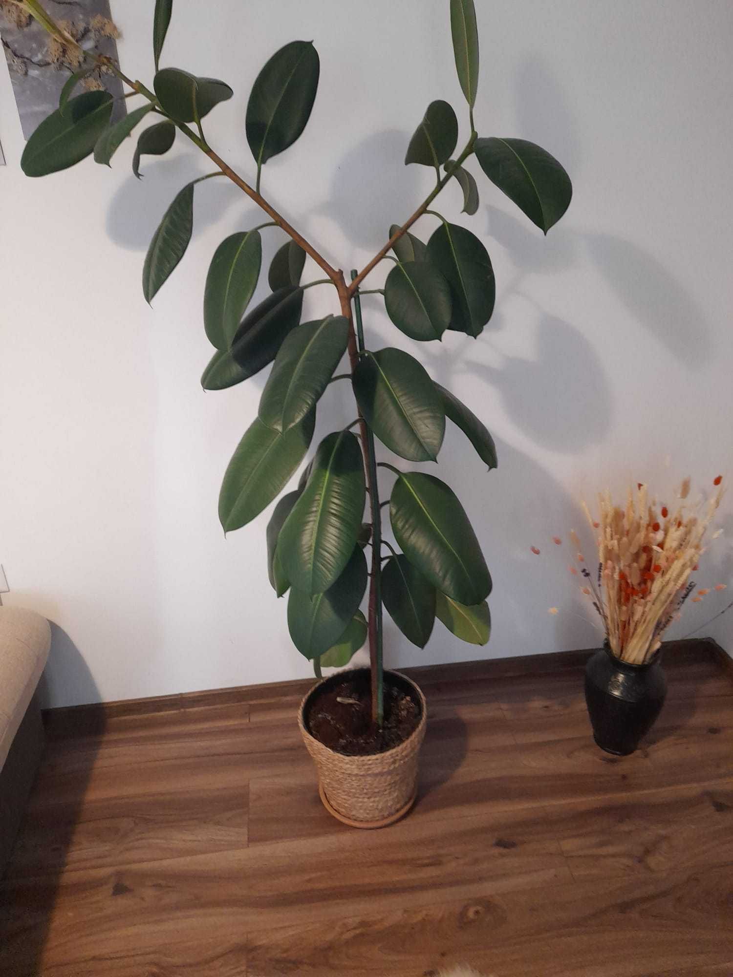 Ficus 1,8 m, la ghiveci