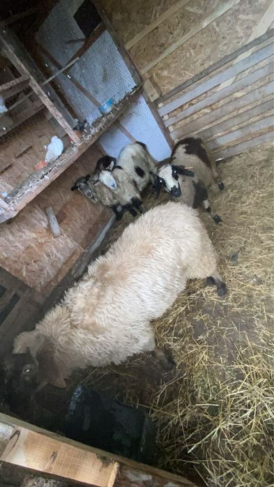 Vand.2.berbeci.2.capre.si.2.carlane