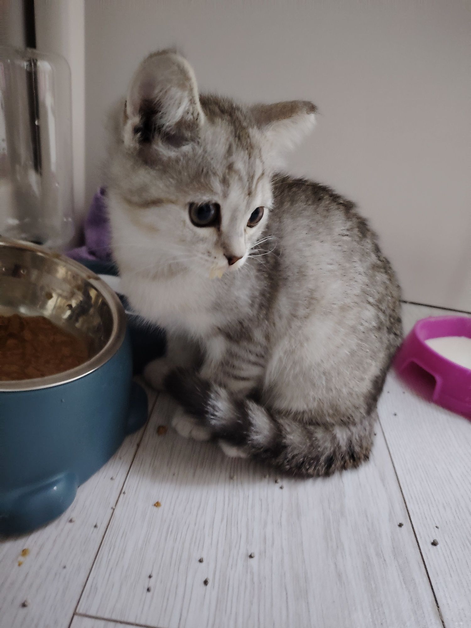 Котёнок продается