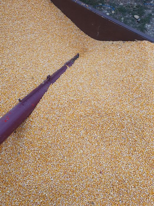 Vând porumb, grâu, orz și ovăz producție 2025