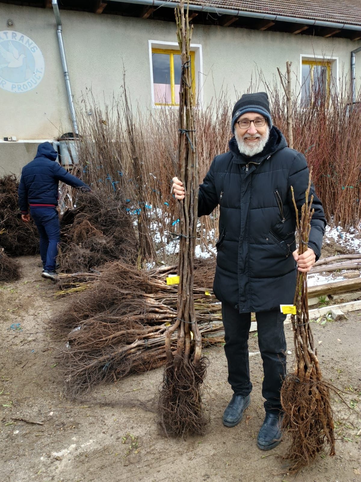 Nuci Chandler Paulownia.Cires.Prun..Par.Castan.Alun.Mosmon.Kaki.Rodiu