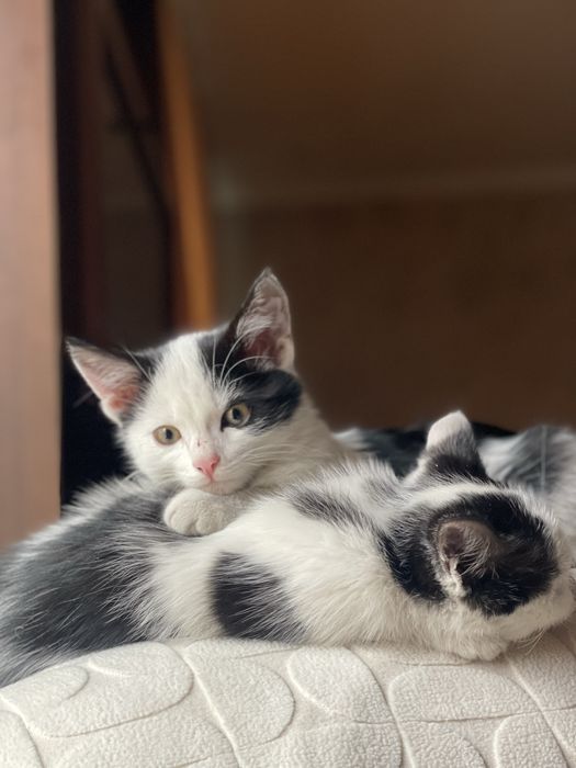 Двум котятам нужен дом