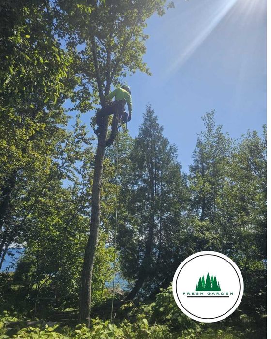 Servicii Arboristică Profesionale-Tăieri,Toaletări,Curatari Copaci